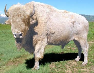 live bison for sale.